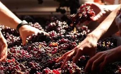 從葡萄酒加工視角，解析高端紅酒與低端紅酒的根本區別